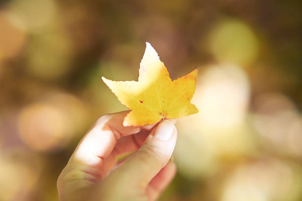 istock Hand holding yellow maple leaf in autumn light 2245215041