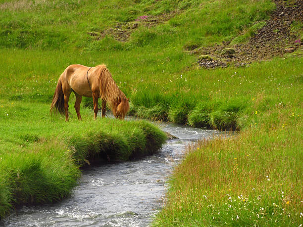 Brown Icelandic pony grazing in a lush grassy area near a creek