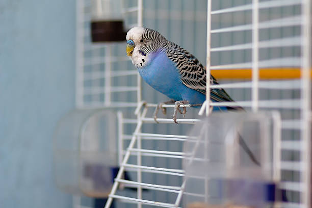 istock Blue budgerigar sits at the exit of the cage 2245216798