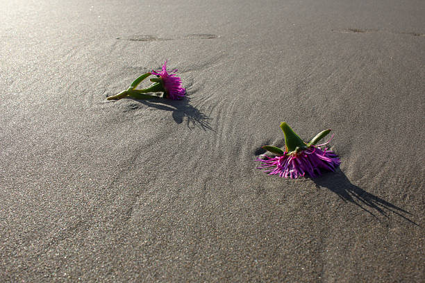 wild flowers on a beach at sunset