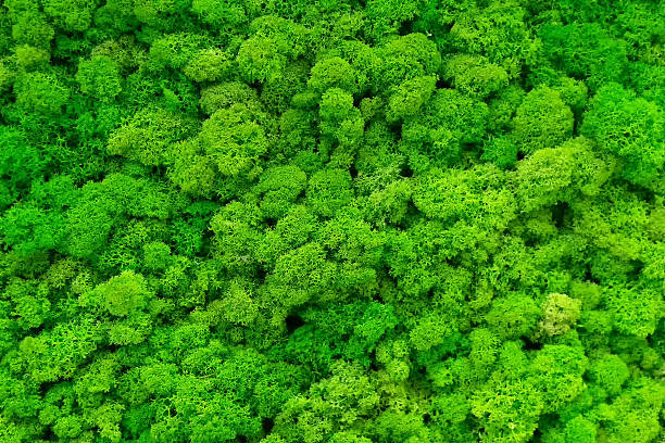 istock Green moss wall for garden decor. 2245218798
