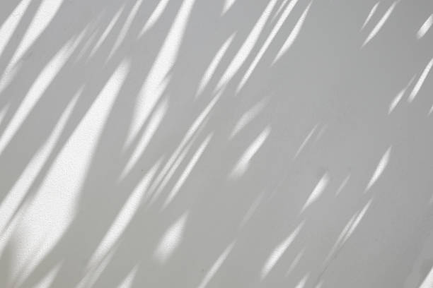 istock Abstract natural tree branch leaves shadow on white wall background 2245219318