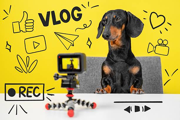 istock Dachshund dog vlogging setup with camera on tripod against yellow background 2245219482