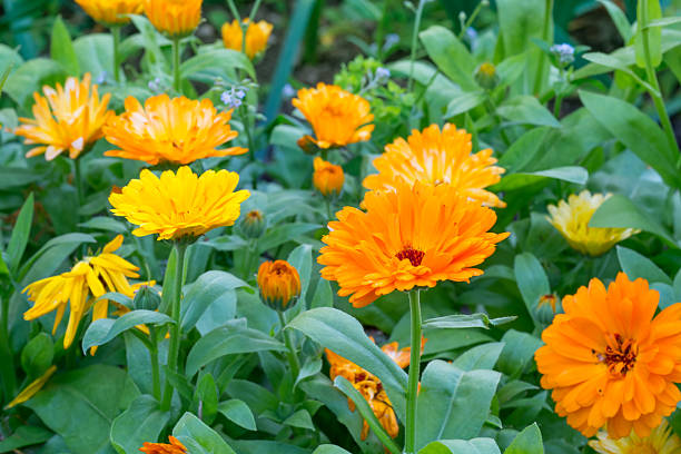 istock Vibrant Calendula Flowers with Lush Green Leaves in a Danish Garden Setting 2245219507