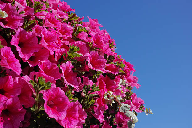 A cluster of vibrant pink Petunia flowers (Petunia hybrida) set against the backdrop of a clear blue sky. Captured in the serene northern region of Norway, these blossoms radiate natural beauty and charm.