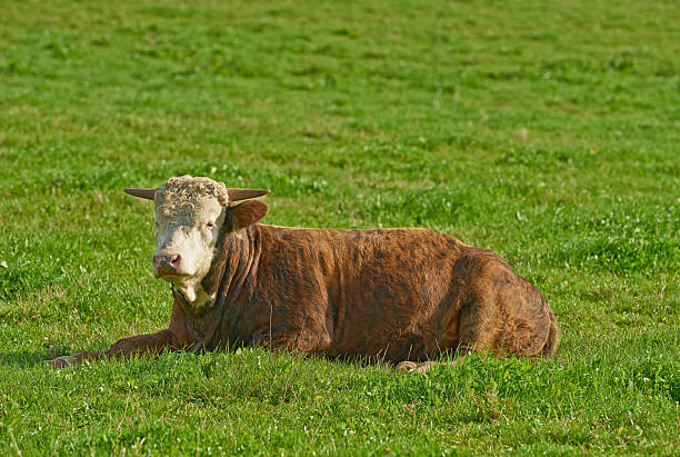 Close-up of a cow grazing in a field, surrounded by tall grass under a clear sky.