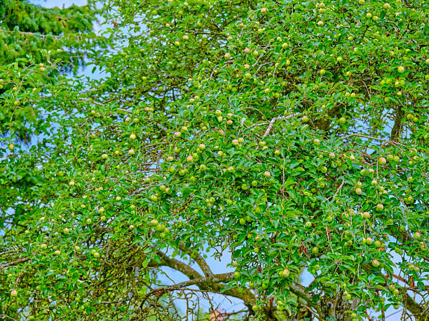 Leafy apple tree with abundant fruit, showcasing nature and cultivation in a rural landscape.