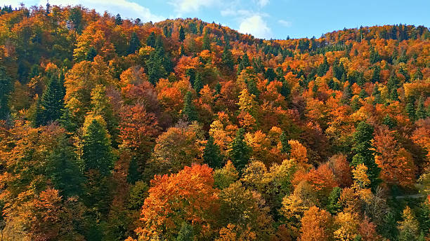 istock Autumn Forest on Mountain Ridge with Fall Colors 2245219845