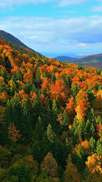istock Autumn Foliage in a Dense Forest with Rolling Hills and Distant Mountains 2245219848
