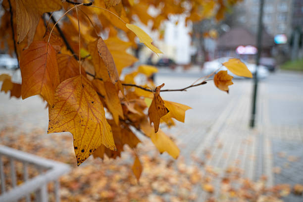 Golden-brown maple leaves hang from branches in the foreground, while a paved city street with scattered fallen leaves fades into the background. The contrast between natural beauty and urban setting evokes a sense of seasonal change within everyday life.