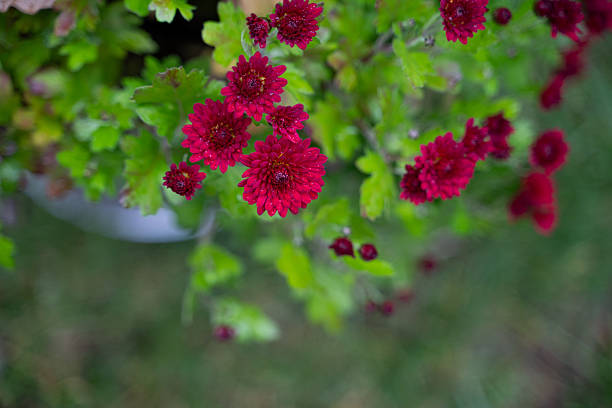 Vivid deep red chrysanthemums bloom among lush green leaves, captured from above in a garden setting. The bright floral contrast creates a striking visual against the soft-focus grass in the background. The image conveys freshness, seasonal beauty, and natural elegance.