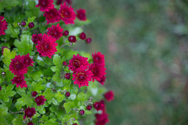 Vivid deep red chrysanthemums bloom among lush green leaves, captured from above in a garden setting. The bright floral contrast creates a striking visual against the soft-focus grass in the background. The image conveys freshness, seasonal beauty, and natural elegance.