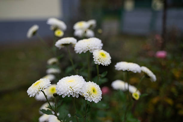 Delicate white chrysanthemums with soft yellow centers bloom vibrantly in a garden setting. The flowers stand out against a blurred background of greenery and muted fall colors, evoking a serene and peaceful mood. Their symmetrical petals and seasonal presence symbolize purity and remembrance.