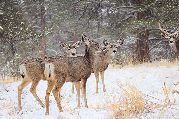 istock Three Mule Deer Doe and Buck in a Snow Covered Meadow in a Late Spring Snowfall 2245220177