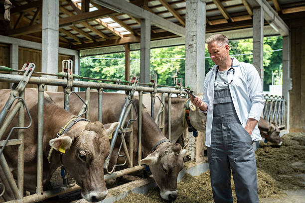 istock A veterinarian visiting a cow dairy farm 2245220319