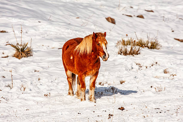 Boulder, Colorado USA, December 13, 2007, Horses grazing in  snow covered Meadow in Boulder Colorado