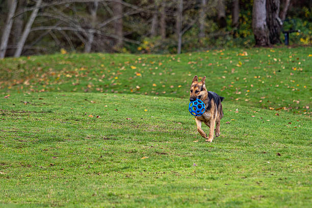 istock Barnet Marine Park Burnaby 2245221390