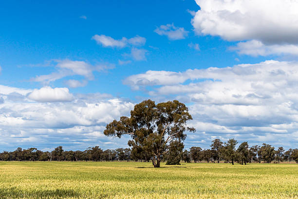 istock Clouds, gum trees and crops in the Riverina countryside 2245222118