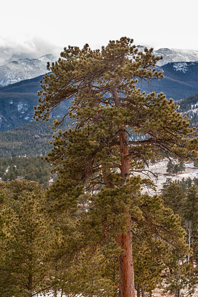 istock RMNP Colorado Trees 2245222315