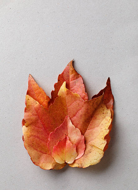 Autumn leaves of different sizes