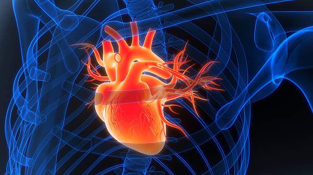 istock Human Circulatory System Heart Anatomy 2245224524