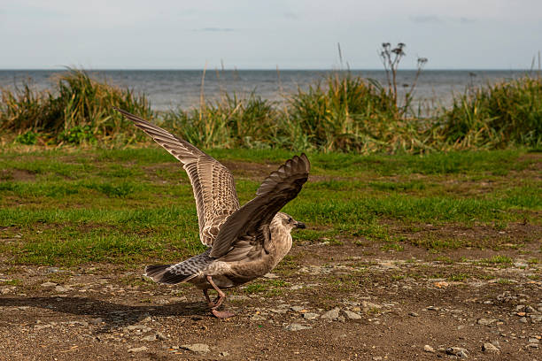 A mottled brown young seagull spreads its wings while standing on rocky ground near green grass, with the open sea visible in the distant background.