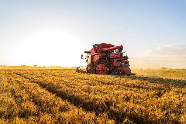 istock The combine is harvesting the wheat in the evening 2245227231