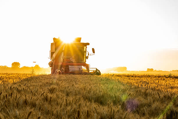 istock The combine is harvesting the wheat in the evening 2245227265