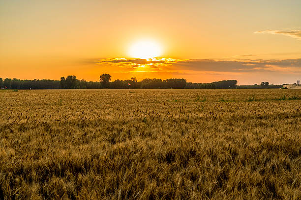 istock Ripe wheat fields in the evening，The wheat is ripe. 2245227293