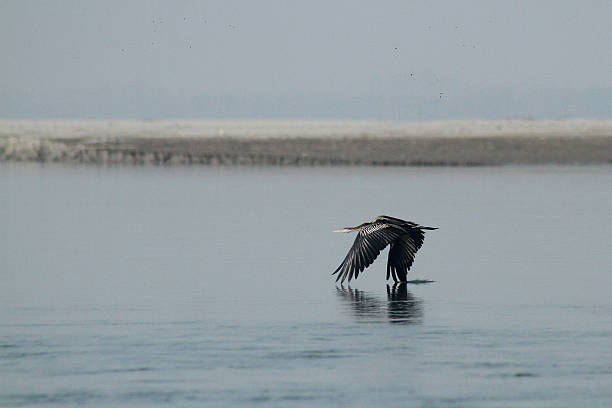 istock An Oriental Darter Taking Flight from the Saptakoshi River 2245227460