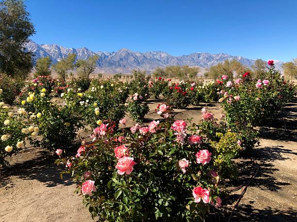 istock Rose Garden, Manzanar Historic Site 2245227999