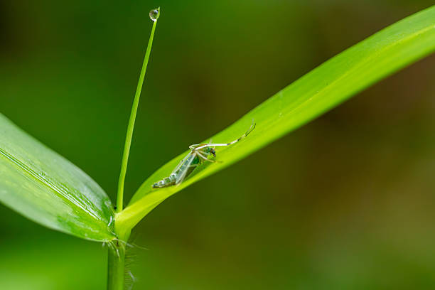 Macro Shot of a Small Pale Green Midge Resting on a Bright Grass Leaf with a Dew Drop