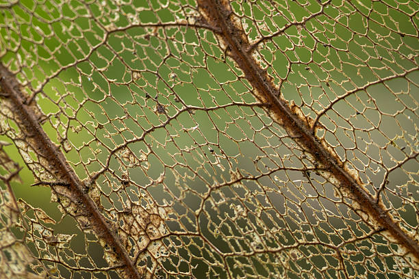 Extreme Macro of a Decomposed Leaf Skeleton Showing Intricate Vein Structure