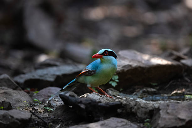 A vibrant Green Magpie (Cissa chinensis) bending down to drink water at a natural pond, surrounded by lush greenery and soft natural light, the birds' bright green plumage and striking red beaks create a beautiful contrast against the calm water surface in Thailand.