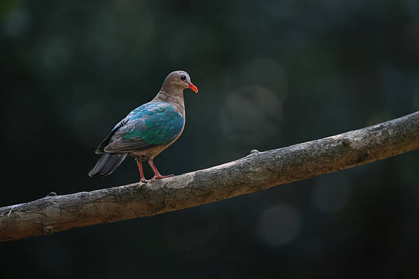 A beautiful Emerald Dove (Chalcophaps indica) perched gracefully on a tree branch, bathed in soft natural light in Thailand.