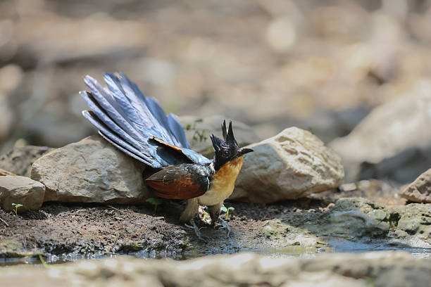 A Crested Coucal (Centropus sinensis) resting on the floor. The bird displays its glossy black plumage, chestnut-brown wings, and distinctive short crest under soft natural light in Thailand.