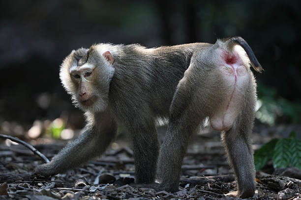 A long-tailed macaque ( Macaca fascicularis ) standing on the forest floor, holding food in its hand and eating with eyes closed, appearing calm and relaxed in natural environment.