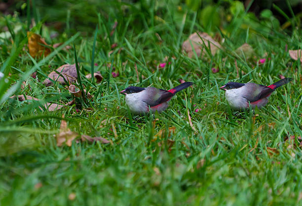 istock Kandt's waxbill or Estrilda kandti) 2245232211