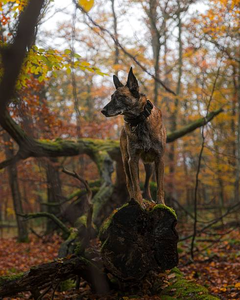 A Belgian Malinois dog stands on a moss-covered log in an autumn forest with colorful foliage.