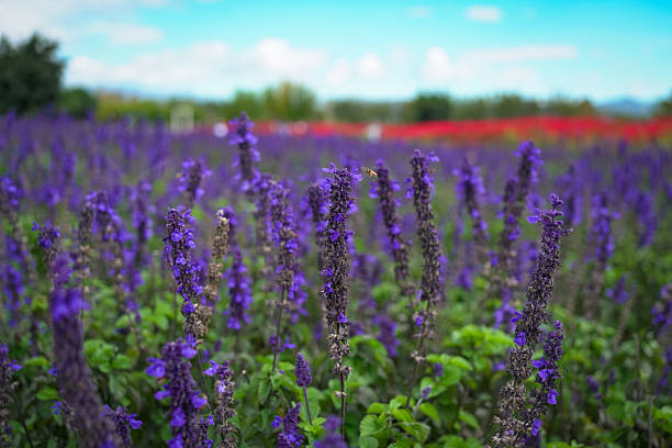 Tuscan countryside garden