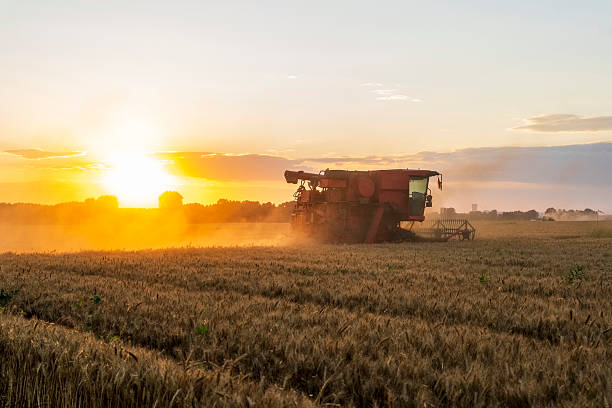 istock The combine is harvesting the wheat in the evening 2245238012