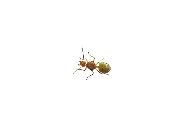 Ant climbing tip of Match - animal behavior.