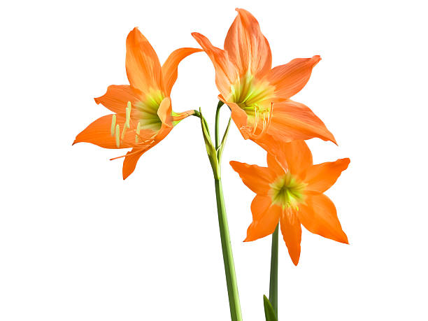 istock Orange amaryllis flower (hippeastrum amaryllis) bloom isolated on white background 2245238329