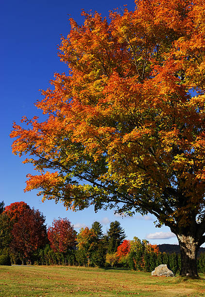 istock red autumn tree in rural area 2245239025