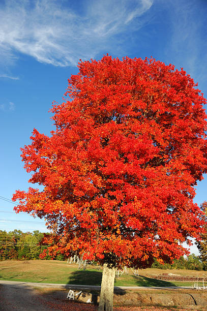 istock red autumn tree in residential district 2245239689