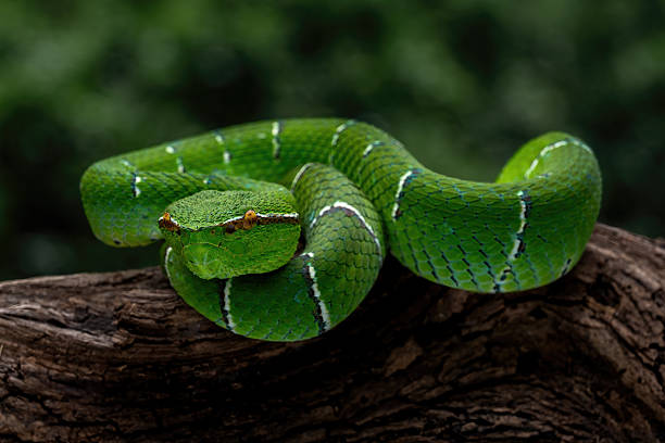 istock Sulawesi keeled green pit viper 2245240226