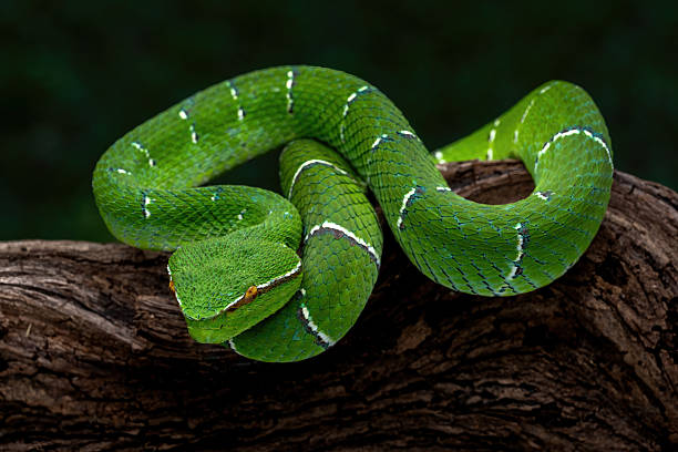 istock Sulawesi keeled green pit viper 2245240233