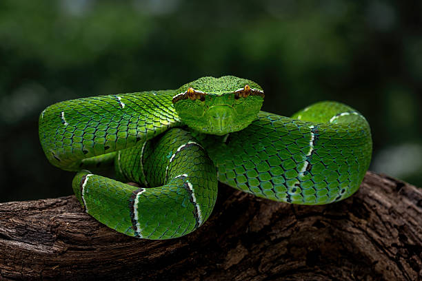 istock Sulawesi keeled green pit viper 2245240235