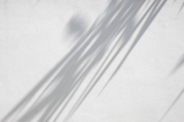 istock Abstract natural tree branch leaves shadow on white wall background 2245240417