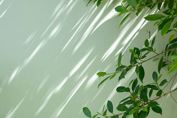 istock Plant green leaf in garden with shadow on the wall background 2245240419